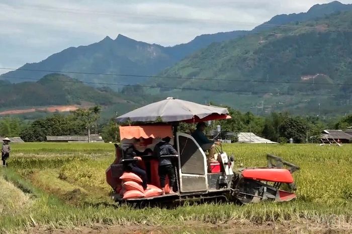 Nông dân Nghĩa Lộ thu hoạch nhanh vụ lúa xuân - Báo Lào Cai