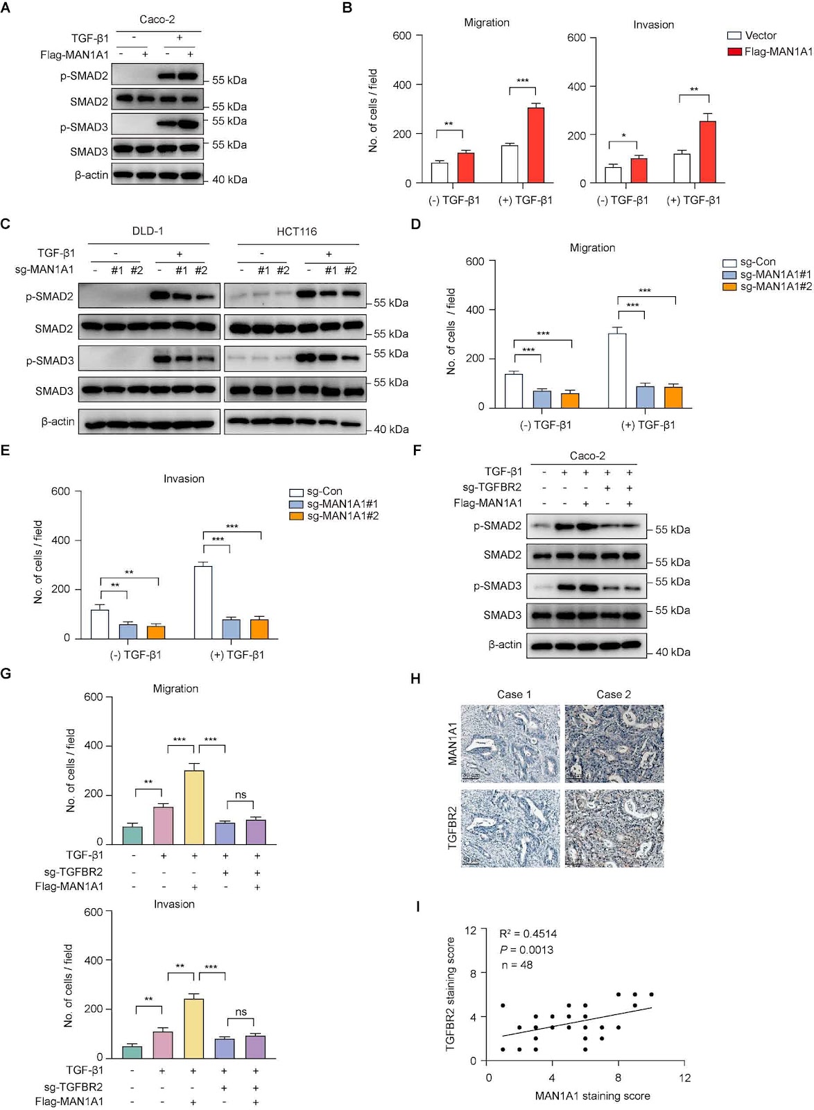 MAN1A1 promotes colorectal cancer liver metastasis by maintaining TGFBR2 protein stability