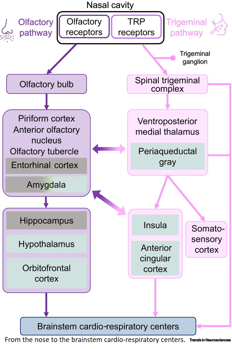 Beyond breathing: multimodal pathways connecting olfaction to autonomic nervous system modulation