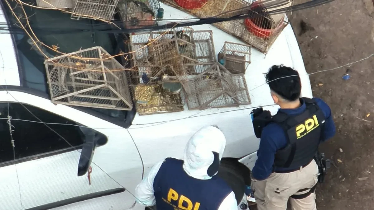 Investigaban robos y descubrieron un criadero clandestino de gallos de pelea
