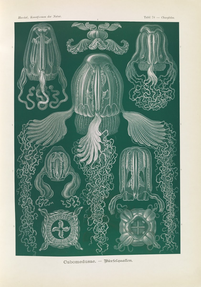 Cubomedusae  Würfelquallen 1904