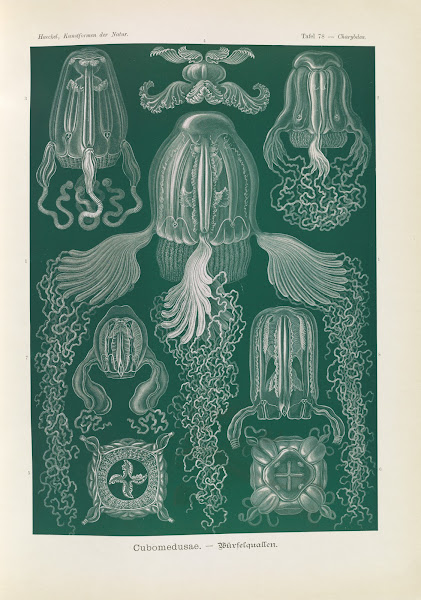 Cubomedusae  Würfelquallen 1904