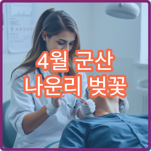 4월 군산 나운리 벚꽃 자전거 대여 농로 라이딩 초보 코스