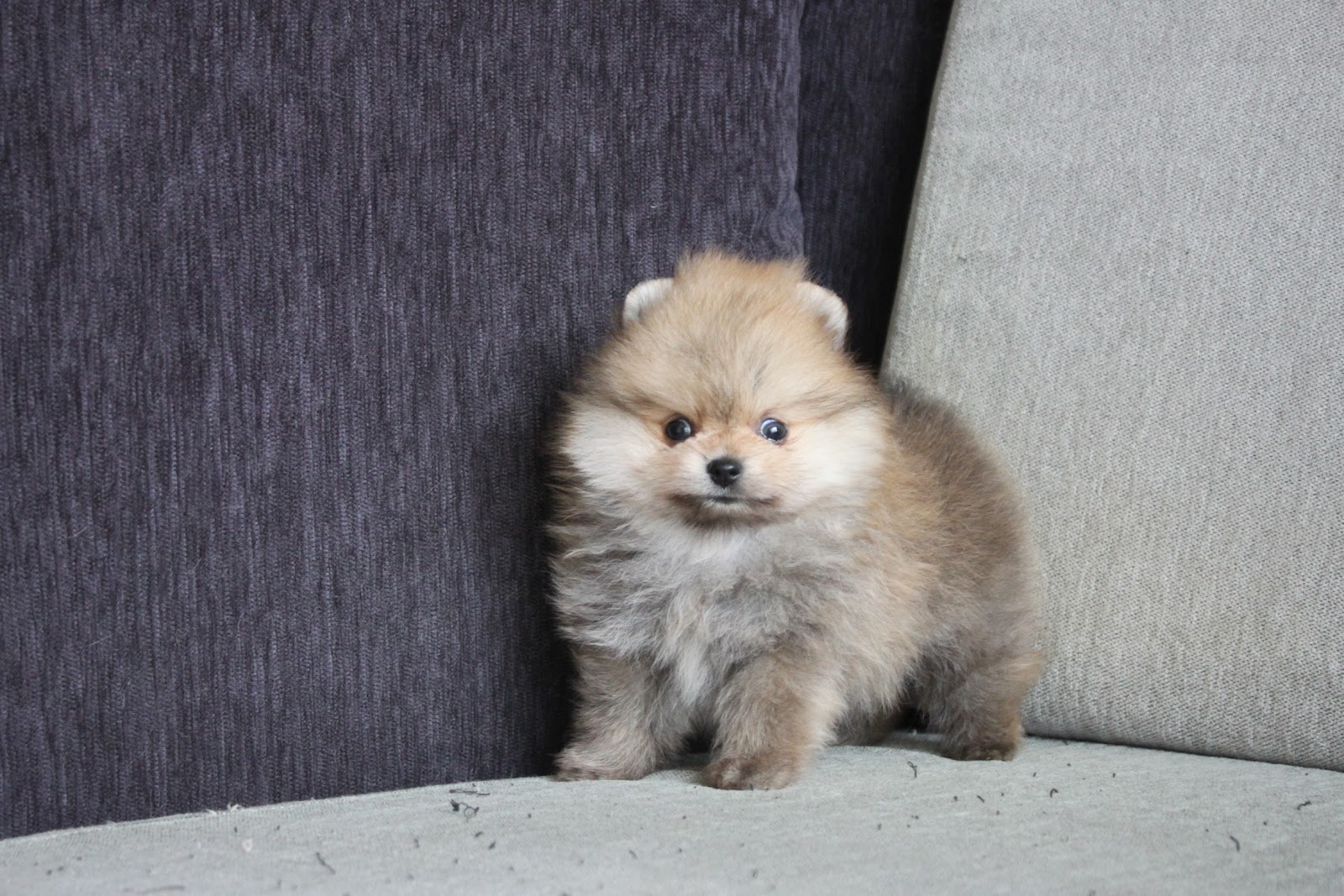 1/10出生 高端優質近茶杯奶油棕松鼠博美弟弟