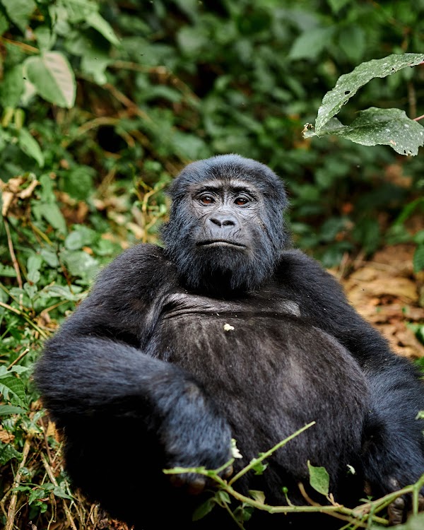 Bwindi frame 14