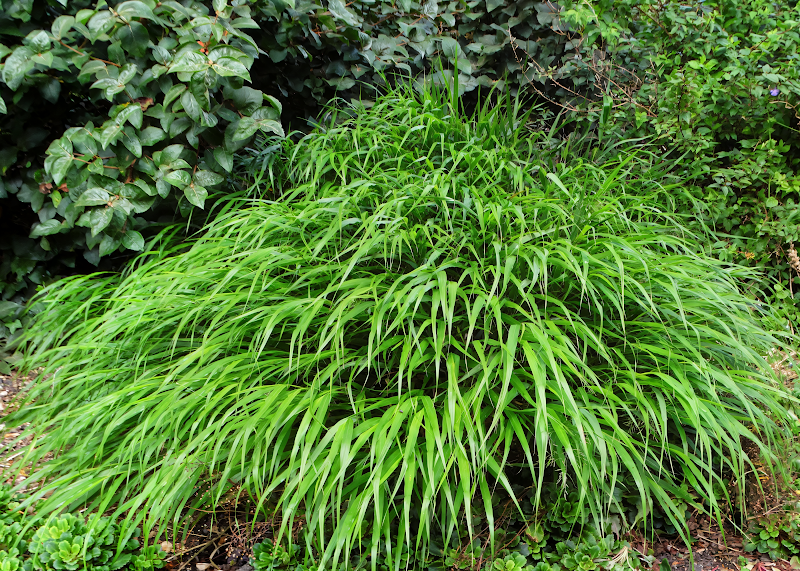 Hakonechloa macra 'Greenhills', erba ornamentale in giardino ombroso.