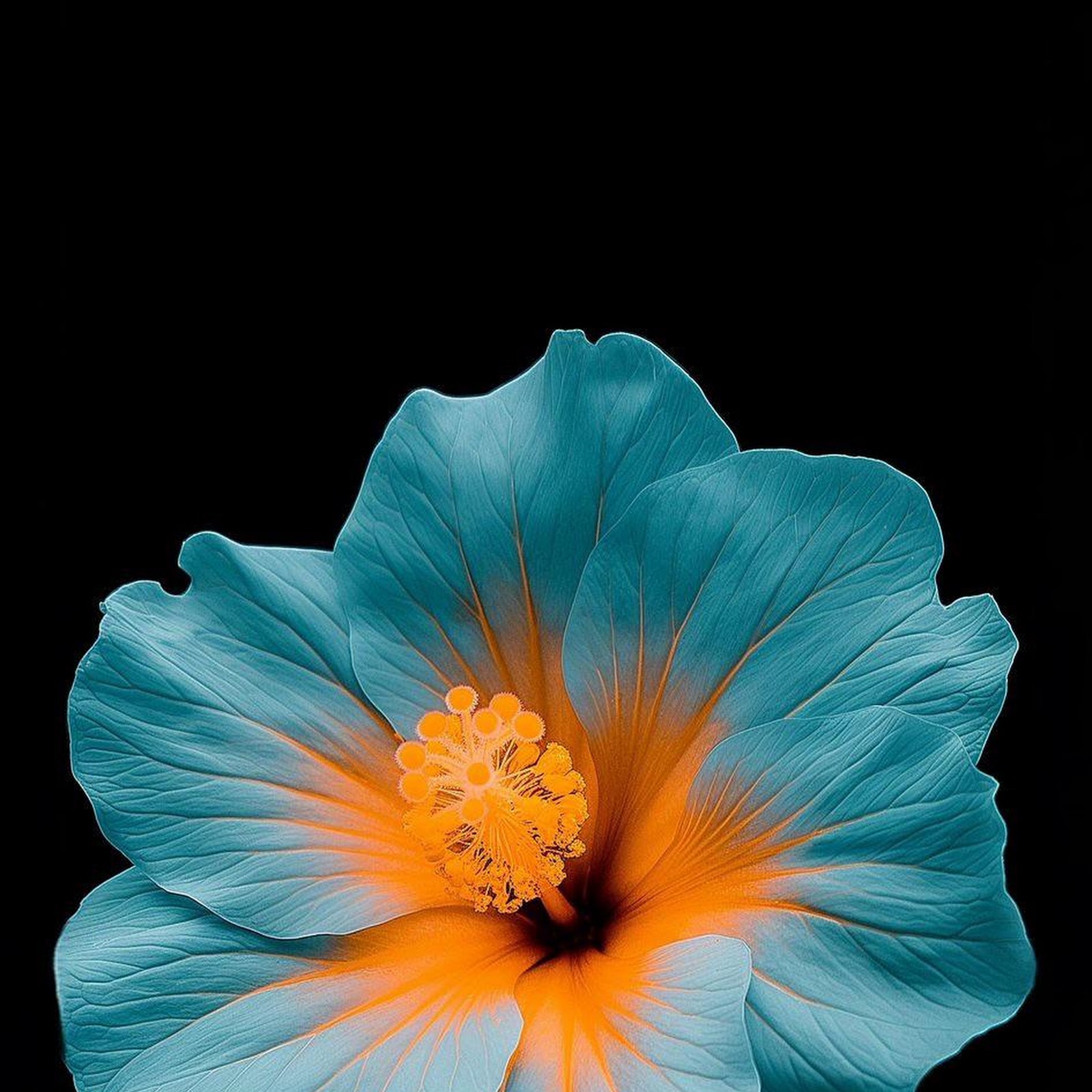 Download Vibrant Blue Hibiscus Flower iPhone