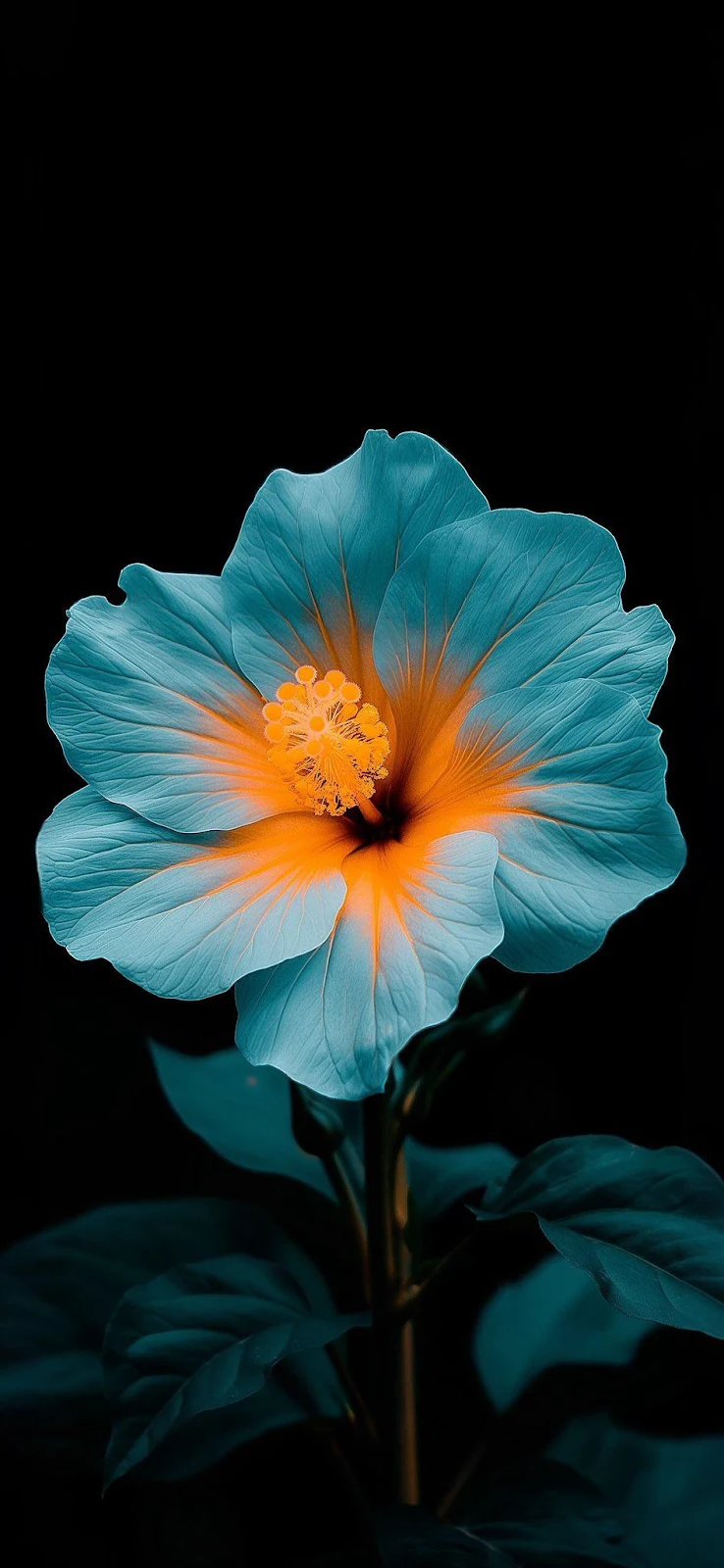Vibrant Blue Hibiscus Flower - Macro Photography iPhone Wallpaper (945x2048)