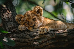 Lion Cub Wallpaper