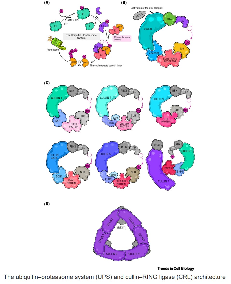 Cullin–RING receptors in rare disease biology