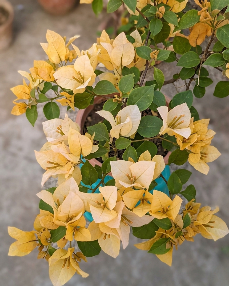 Imported Subarna Bougainvillea Plant — view 3
