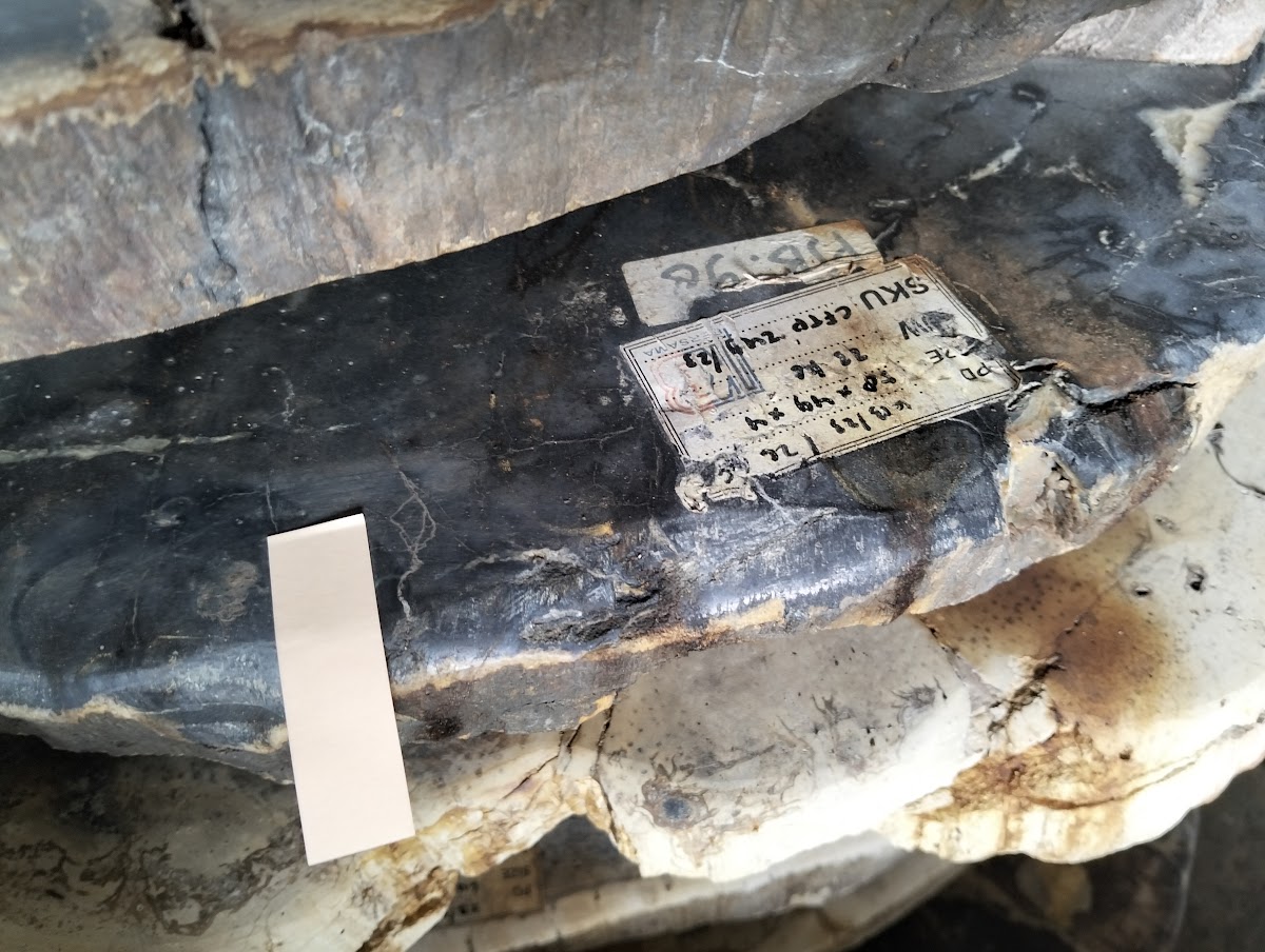 PALM COFFEE TABLE — SKU CFTPK.249.23 | Petrified Wood by PJ Antique Bali