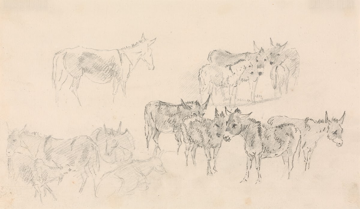 Studies of Donkeys