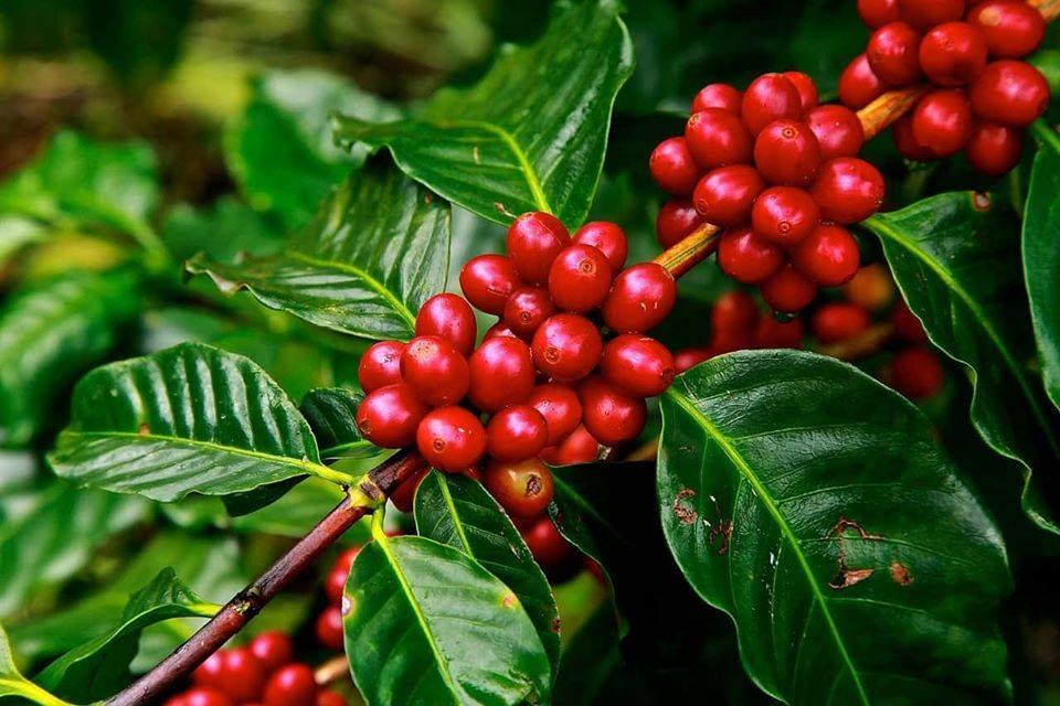quả cà phê - coffeeberry