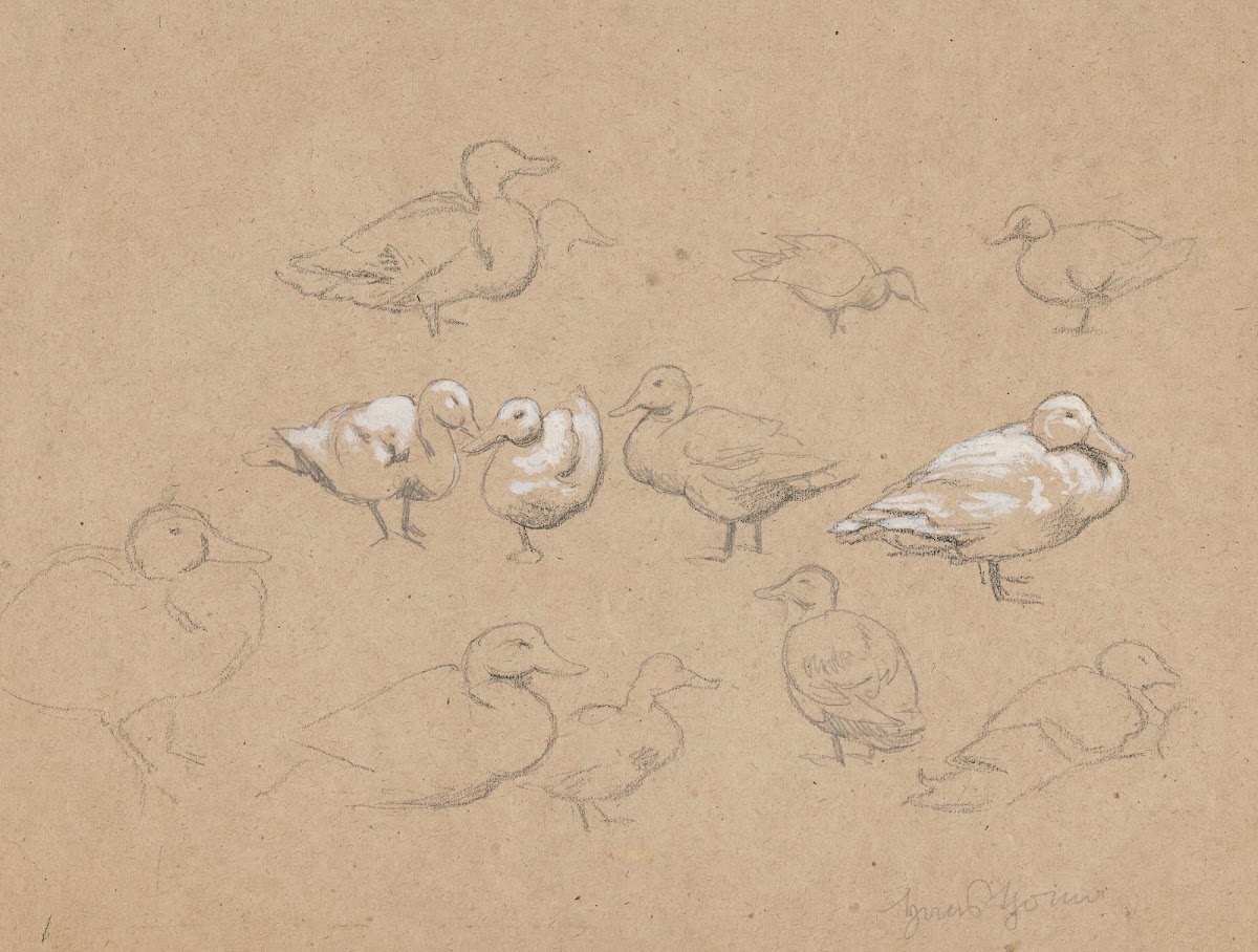 Ducks 1880   1900