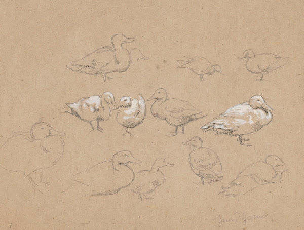 Ducks 1880   1900