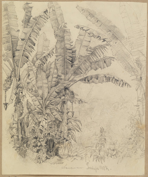 Im Urwald  Palmengewächse 1858
