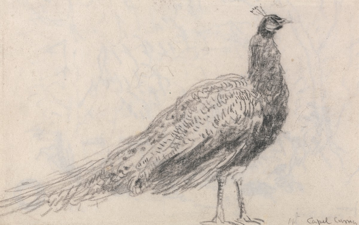 Peacock at Capel Curig 1840s