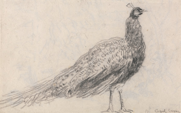 Peacock at Capel Curig 1840s