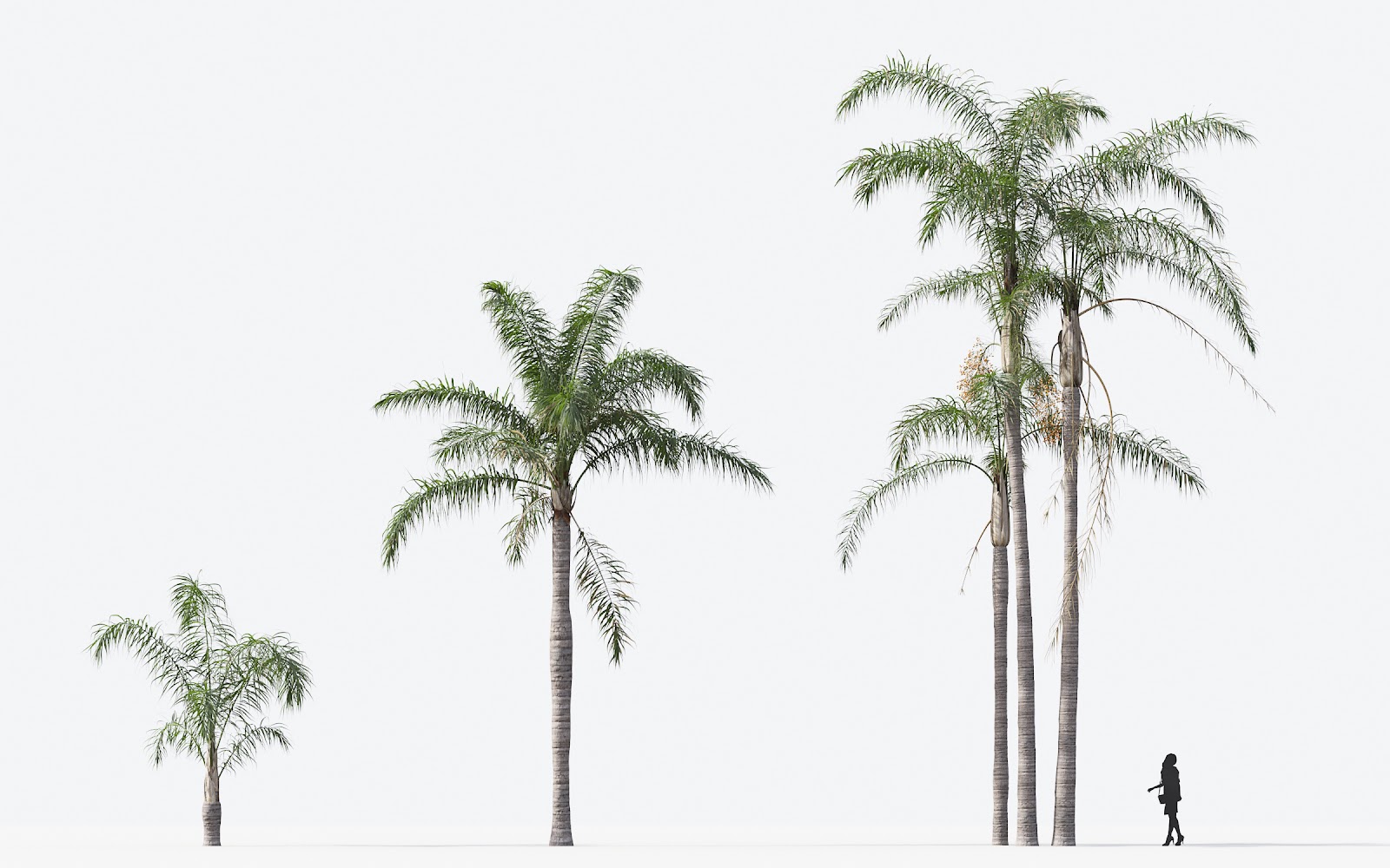 Maxtree - Plant Models Vol.15