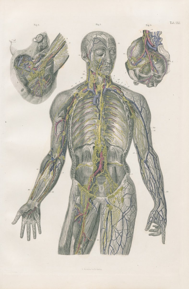The thoracic duct lymphatic vessels and glands 1880