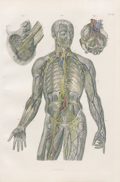 The thoracic duct lymphatic vessels and glands 1880