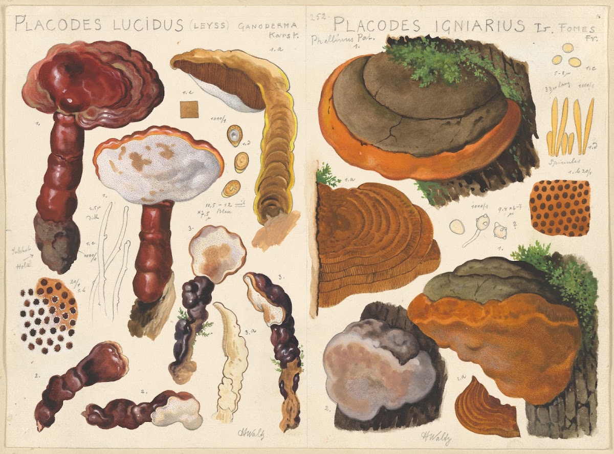 Placodes lucidus Placodes igniarus 1915 1945