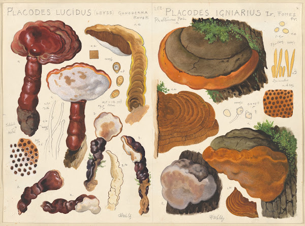 Placodes lucidus Placodes igniarus 1915 1945