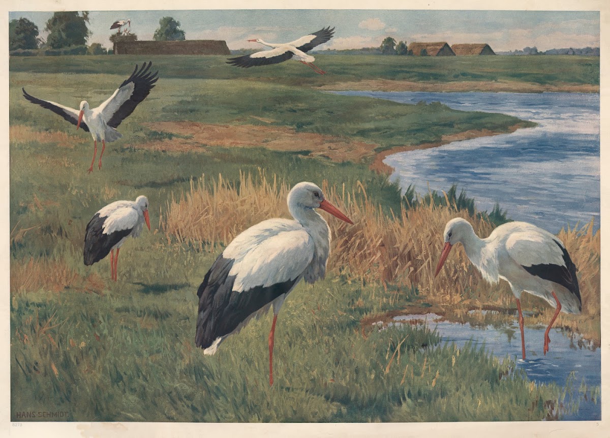 Stork 1912
