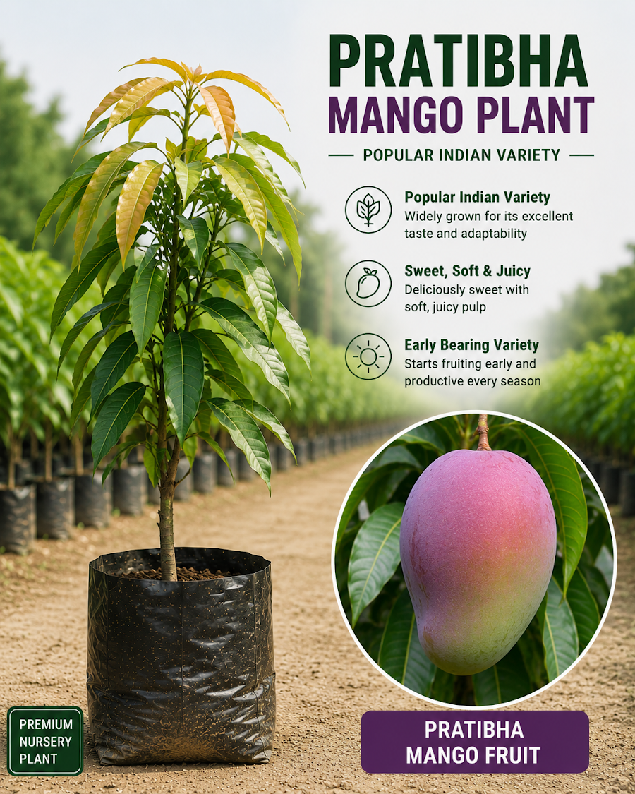 Ultra Premium Mango Collection — view 3