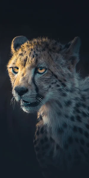 Cheetah, Feline, Wildlife, Predator 4K iPhone Wallpaper Background
