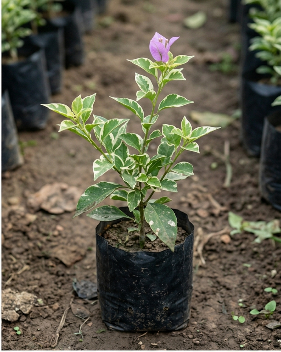 Imported Formosa Lilac Bougainvillea Plant — view 2