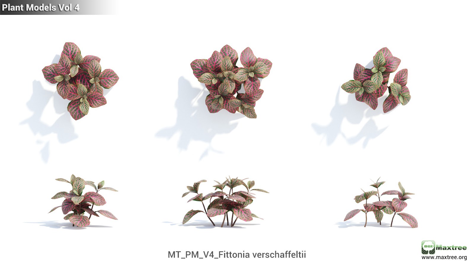 Maxtree - Plant Models Vol.4