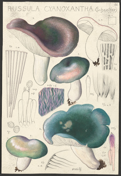 Russula cyanoxantha Schaeffer 1915 1945