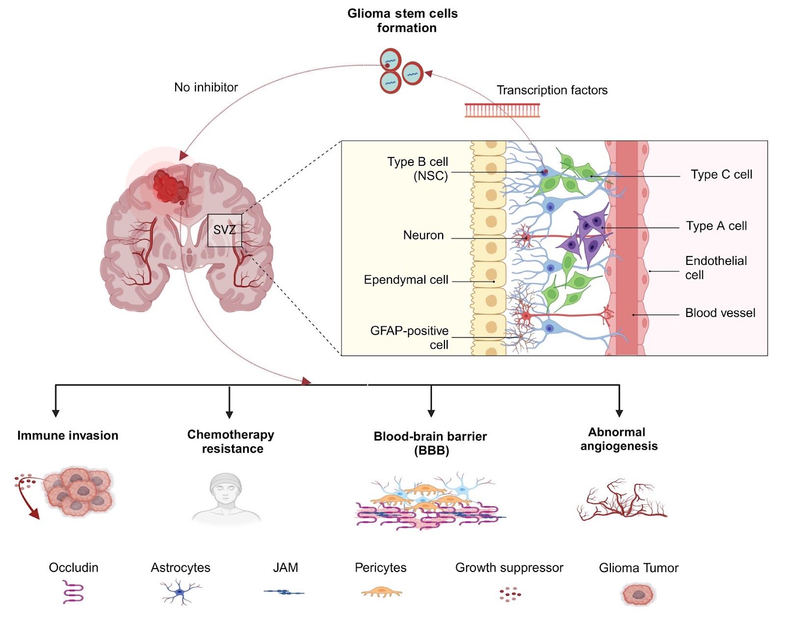 Deciphering the role of transcription factors in glioblastoma cancer stem cells