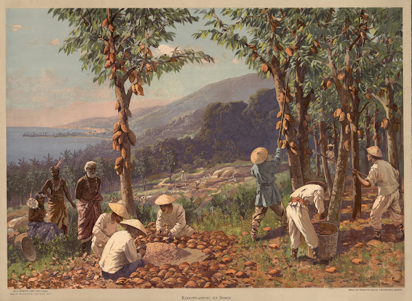 Kolonialbilder Neue Folge  Kakaopflanzung auf Samoa 1907