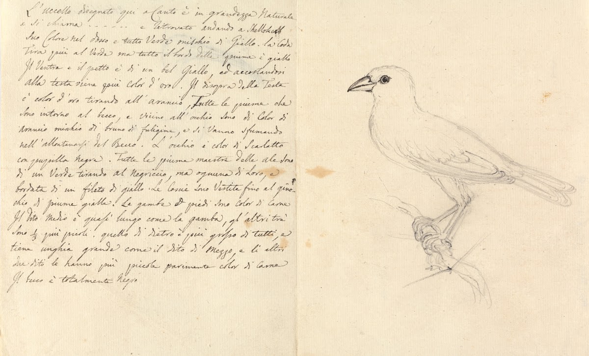 Study of a Bird
