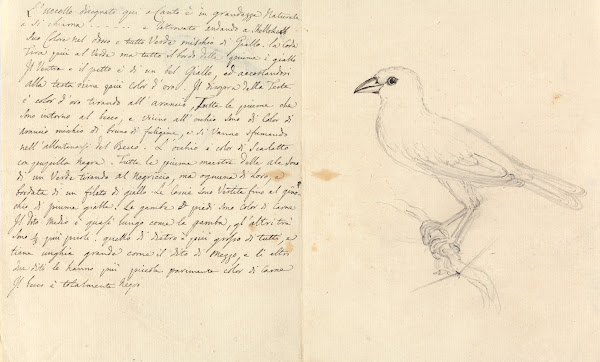 Study of a Bird