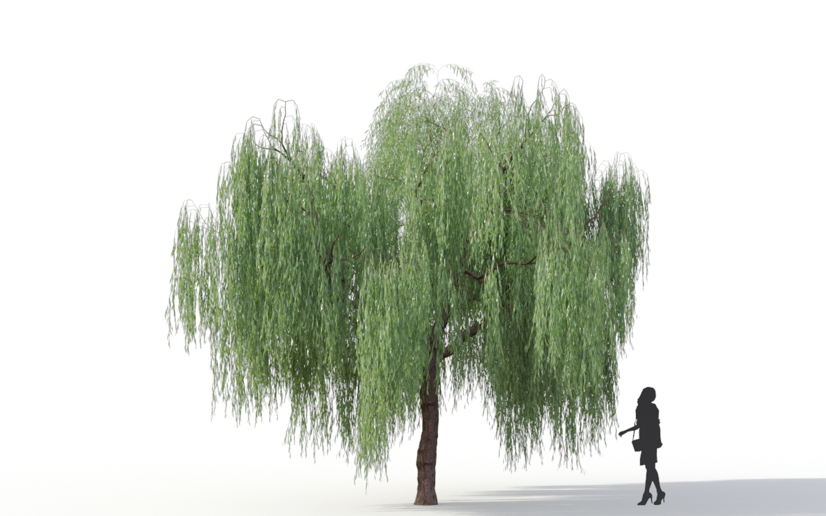 Maxtree - Plant Models Vol.11