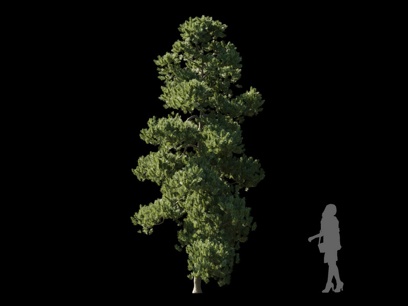 Maxtree - Plant Models Vol.120