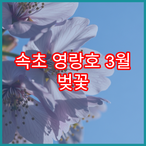 속초 영랑호 3월 벚꽃 개화 전후 여행 코스