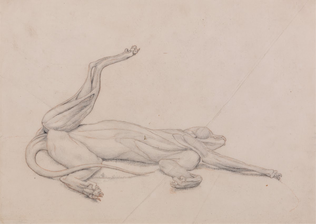 Tiger Recumbent Viewed Ventrally 1795 to 1806