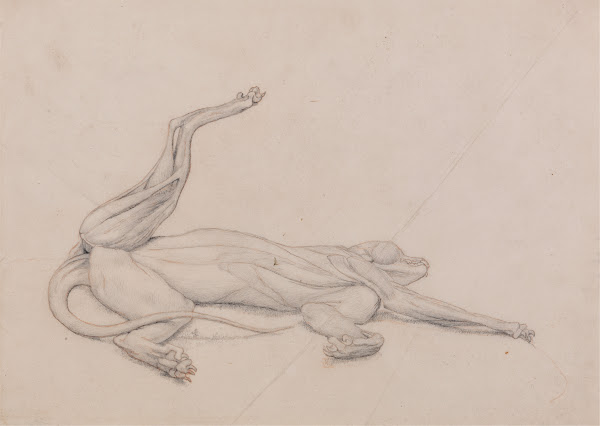 Tiger Recumbent Viewed Ventrally 1795 to 1806