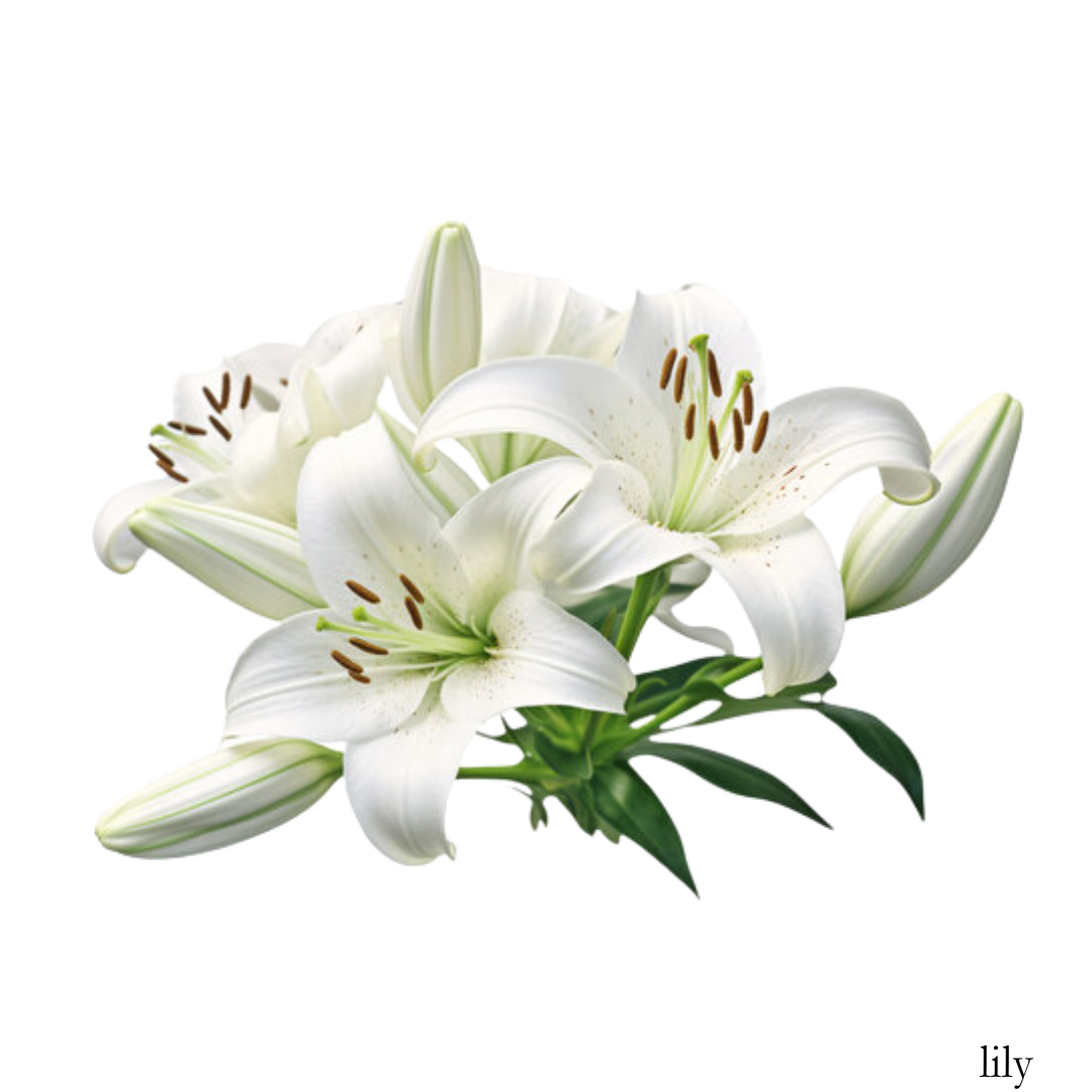 Lily