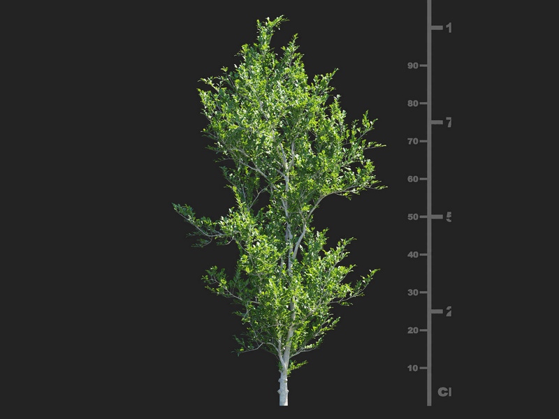 Maxtree - Plant Models Vol.112
