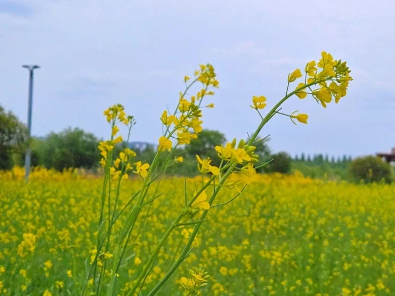 金山松柏里主题公园油菜花