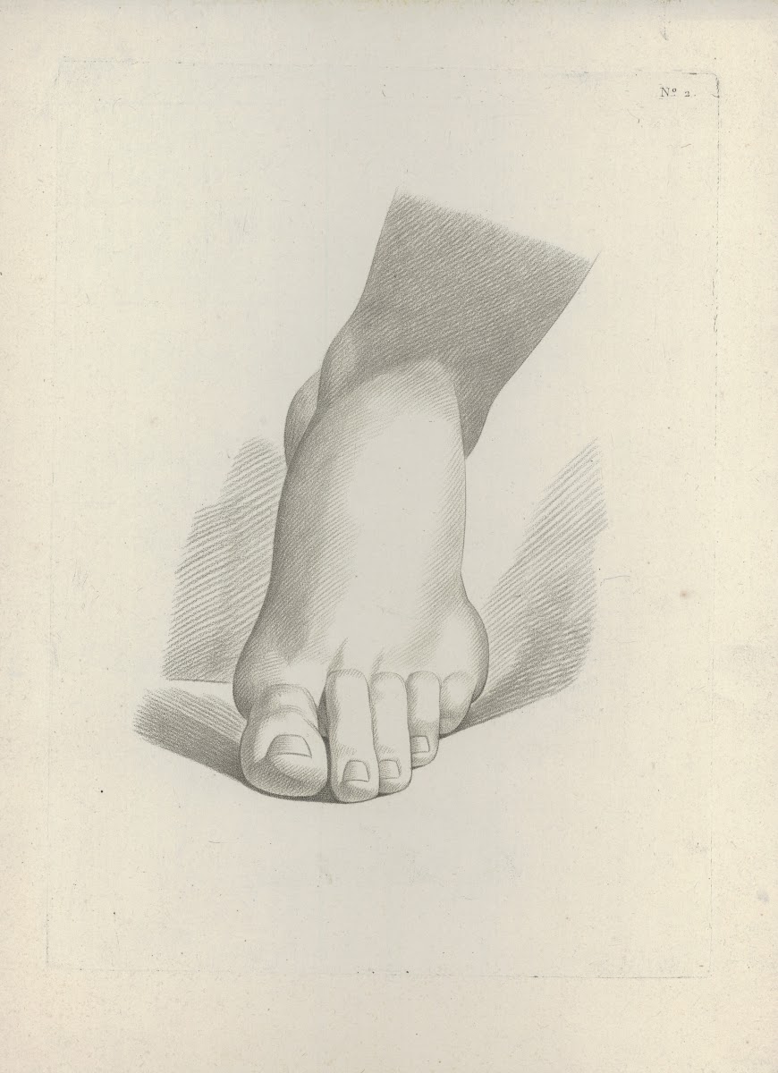 Study of a foot