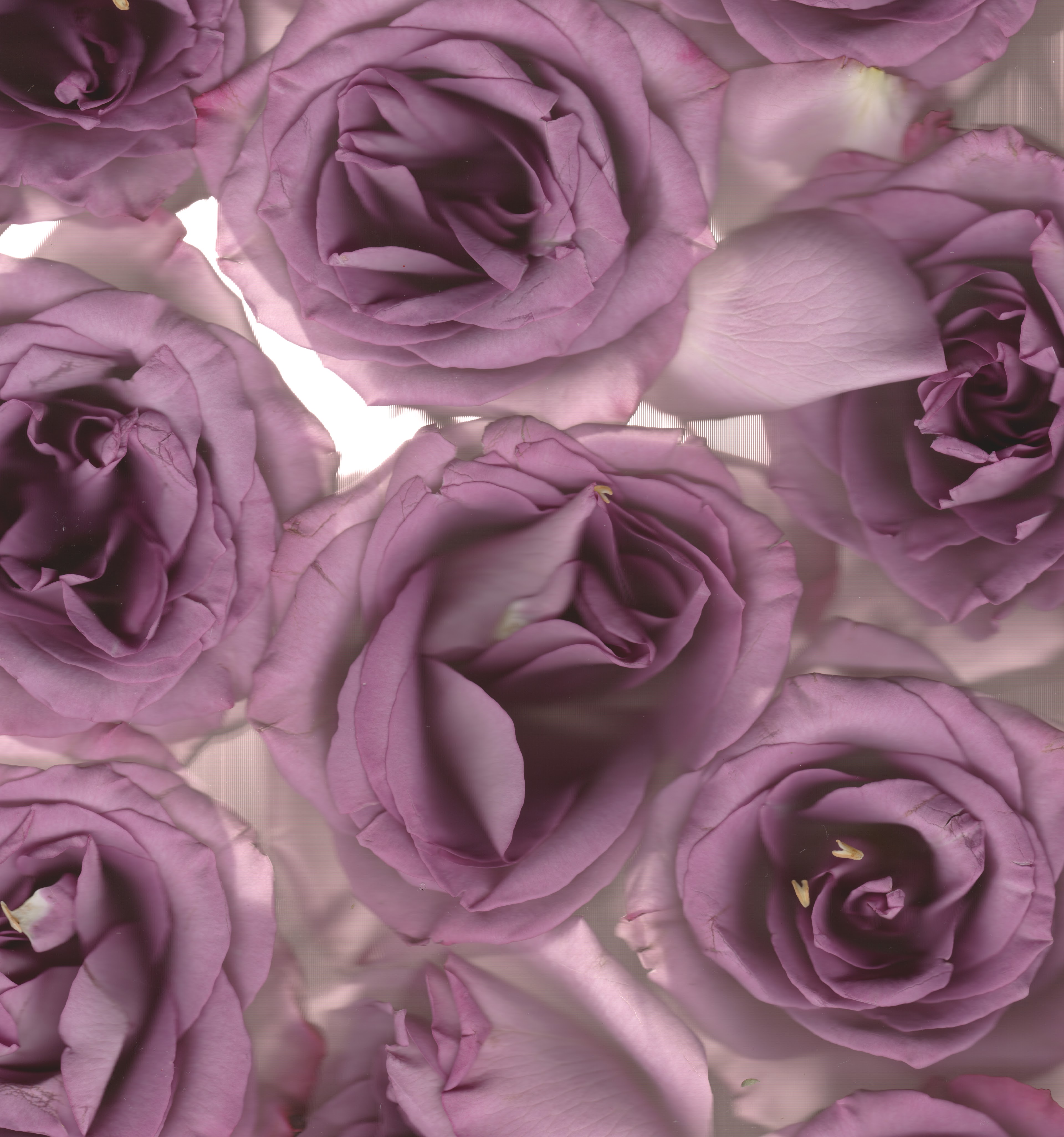 Purple No. 2 — original botanical scanography fine art print by Zoey Solomon