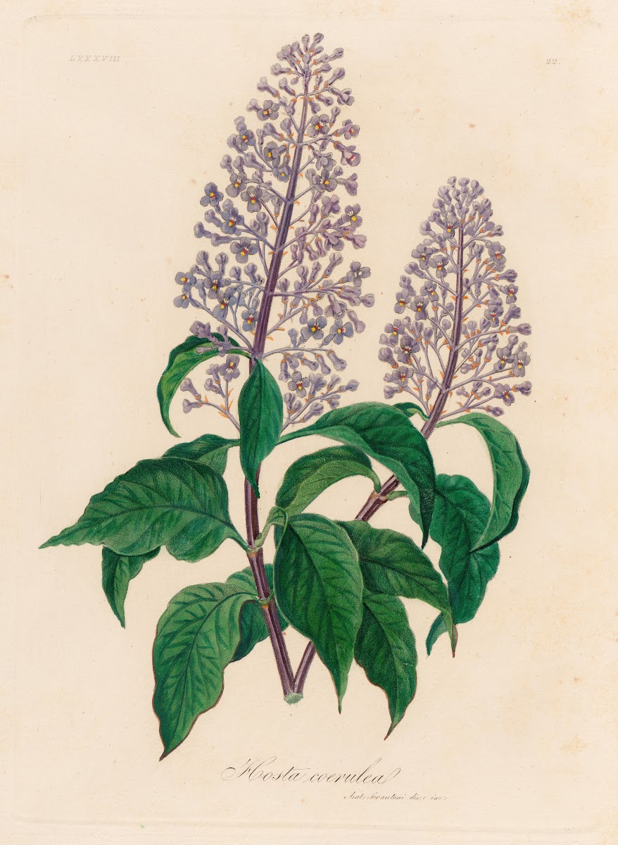 Hosta coerulea 1818 1824