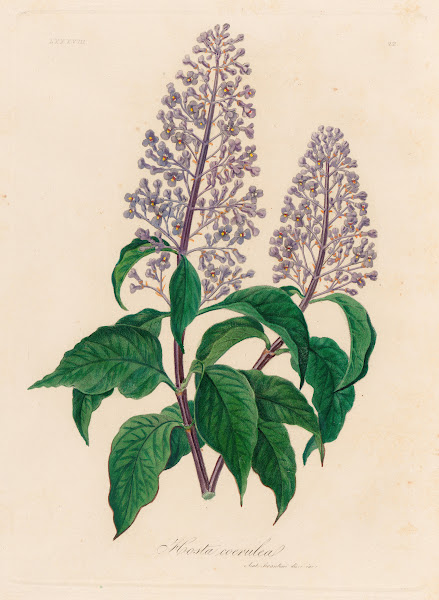 Hosta coerulea 1818 1824